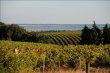 Parts-de-GFA-dune-des-plus-belles-proprietes-du-Sud-de-la-Vallee-du-Rhone-disponibilite-limitee