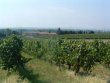Domaine-viticole-et-agro-touristique