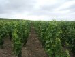 CHAMPAGNE-VENTE-AUX-ENCHERES--LOT-3-a-LOT-19-VIGNES-TERRES-AOC-ET-TERRE-SANS-APPELLATION