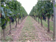 Vignoble-AOP-MEDOC-CRU-BOURGEOIS