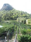 Vente-Vignoble-et-batiment-agriculture-plus-appartement-a-finir-en-Italie-San-Biagio-Della-Cima-Imperia