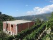 Vente-Vignoble-et-batiment-agriculture-plus-appartement-a-finir-en-Italie-San-Biagio-Della-Cima-Imperia