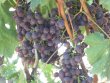 Vente-Vignoble-et-batiment-agriculture-plus-appartement-a-finir-en-Italie-San-Biagio-Della-Cima-Imperia