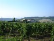 MANOIR-DE-LEMMEILLE-DOMAINE-VITICOLE-A-VENDRE
