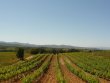 DOMAINE-VITICOLE-EN-BIO-ET-ACTIVITe-OENOTOURISTIQUE