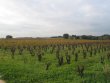Propriete-de-350-ha-de-vigne-