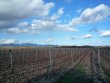 DOMAINE-VITICOLE-EN-AOP-ET-IGP