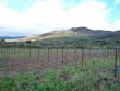 VIGNOBLE-BIO-EN-AOP-TERRASSES-DU-LARZAC