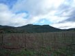 BIOLOGICAL-VINEYARD-IN-AOP-TERRASSES-DU-LARZAC