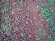 BIOLOGICAL-VINEYARD-IN-AOP-TERRASSES-DU-LARZAC