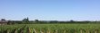 Vente-de-4-hectares-de-vignes-Cabernet-Sauvignon-appellation-Graves-Rouge-dans-le-bordelais