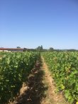 Vente-de-4-hectares-de-vignes-Cabernet-Sauvignon-appellation-Graves-Rouge-dans-le-bordelais