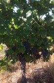 Vente-de-4-hectares-de-vignes-Cabernet-Sauvignon-appellation-Graves-Rouge-dans-le-bordelais