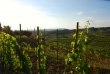 Vignes-au-Priorat-Montsant-Espagne