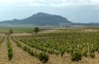 Vignoble-en-Espagne