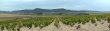 Vignoble-en-Espagne