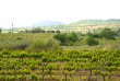 Propriete-viticole-et-rurale-dans-un-environnement-mediterraneen-avec-cave-et-maison-renovee-Priorat
