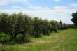 Oliveraie-dans-les-Alpilles