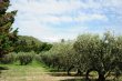 Oliveraie-dans-les-Alpilles