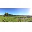 Domaine-Viticole-avec-permis-pour-cave-et-reception-clientelecaveau-de-degustation