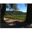 Domaine-Viticole-avec-permis-pour-cave-et-reception-clientelecaveau-de-degustation