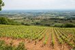 Propriete-viticole-beaujolaise-en-metayage-ou-prestation-de-services