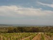 Joli-vignoble-en-AOP-Fitou-et-Muscat-de-Rivesaltes
