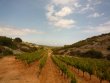 -Pretty-vineyard-in-AOP-Fitou-and-Muscat-de-Rivesaltes