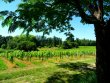 Propriete-viticole-de-caractere-environ-28-ha-AOC-Bordeaux-Superieur