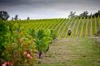 135-ha-organic-vineyard-at-the-heart-of-the-Causses-du-Quercy-near-Cahors