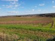 Vignoble-dune-vingtaine-dhectares-au-coeur-du-madiranais-AOC-Madiran-et-AOC-Pacherenc-du-Vic-Bilh
