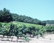 Vignoble-en-AOP-Limoux-et-IGP-Coteaux-Cite-de-Carcassonne