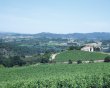 Vignoble-en-AOP-Limoux-et-IGP-Coteaux-Cite-de-Carcassonne