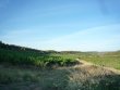 Beau-vignoble-en-AOP-Saint-Chinian-irrigable