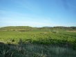Beautiful-vineyard-in-AOP-Saint-Chinian