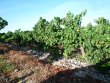 Beautiful-vineyard-in-AOP-Saint-Chinian
