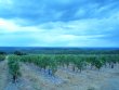 Beau-vignoble-en-AOP-FAUGERES