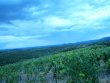 Beau-vignoble-en-AOP-FAUGERES