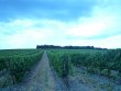 Beau-vignoble-en-AOP-FAUGERES