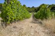 Domaine-viticole-possedant-une-belle-renommee-en-culture-biologique-et-biodynamie