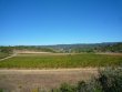 Domaine-viticole-AOP-de-20-ha-83-de-vignes-maison-dhabitation-avec-cave-vinaire-circuit-commercial