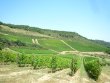 Beau-domaine-viticole-ideal-agrotourisme