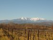 Nice-vineyard-in-AOP-Cotes-du-Roussillon-and-Muscat-de-Rivesaltes