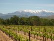 Nice-vineyard-in-AOP-Cotes-du-Roussillon-and-Muscat-de-Rivesaltes