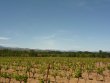 Nice-vineyard-in-AOP-Cotes-du-Roussillon-and-Muscat-de-Rivesaltes