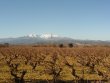 Nice-vineyard-in-AOP-Cotes-du-Roussillon-and-Muscat-de-Rivesaltes
