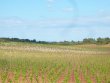 Wine-estate-close-to-Saint-Chinian