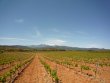 Magnifique-vignoble-en-AOP-Cotes-du-Roussillon-les-Aspres-et-Muscat-de-Rivesaltes