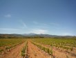 Magnificent-vineyard-in-AOP-Cotes-du-Roussillon-Aspres-and-Muscat-de-Rivesaltes