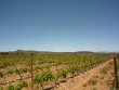 Magnificent-vineyard-in-AOP-Cotes-du-Roussillon-Aspres-and-Muscat-de-Rivesaltes